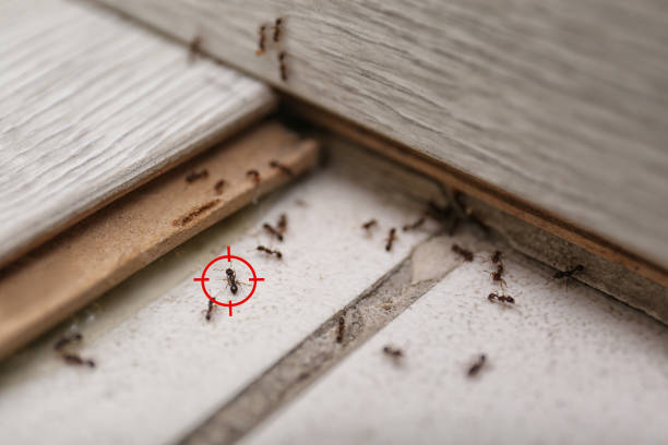 Best Cockroach Control Services  in Middletown, MD